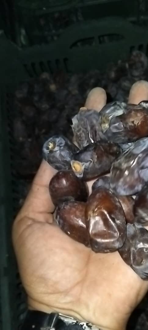 تصویر 1 از سفارش عمده خرمای کلوته صادراتی عنبرآباد | بسته‌بندی و ارسال سفارشی